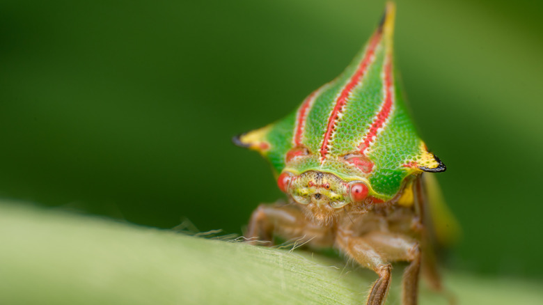 Une photo macro d'un insecte avec une tête triangulaire verte qui présente trois rayures verticales rouge vif et yeux rouges