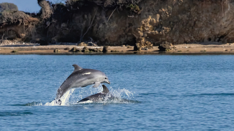 Dolphins nageant dans le golfe d'Amvrakikos