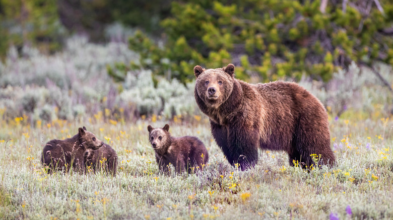 Grizzly ours et Cubs