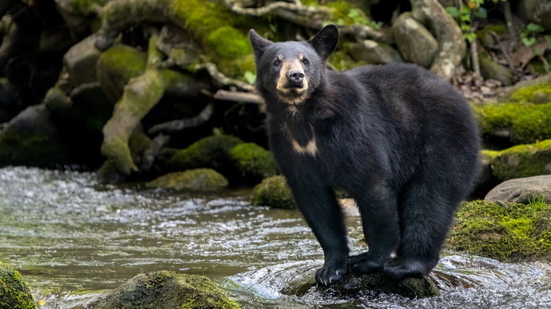 Ours noir traversant une rivière