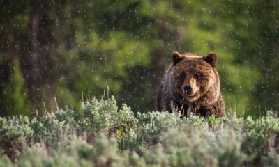 Les destinations les plus sûres d'Amérique pour repérer les ours dans leur habitat naturel