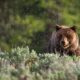 Les destinations les plus sûres d'Amérique pour repérer les ours dans leur habitat naturel