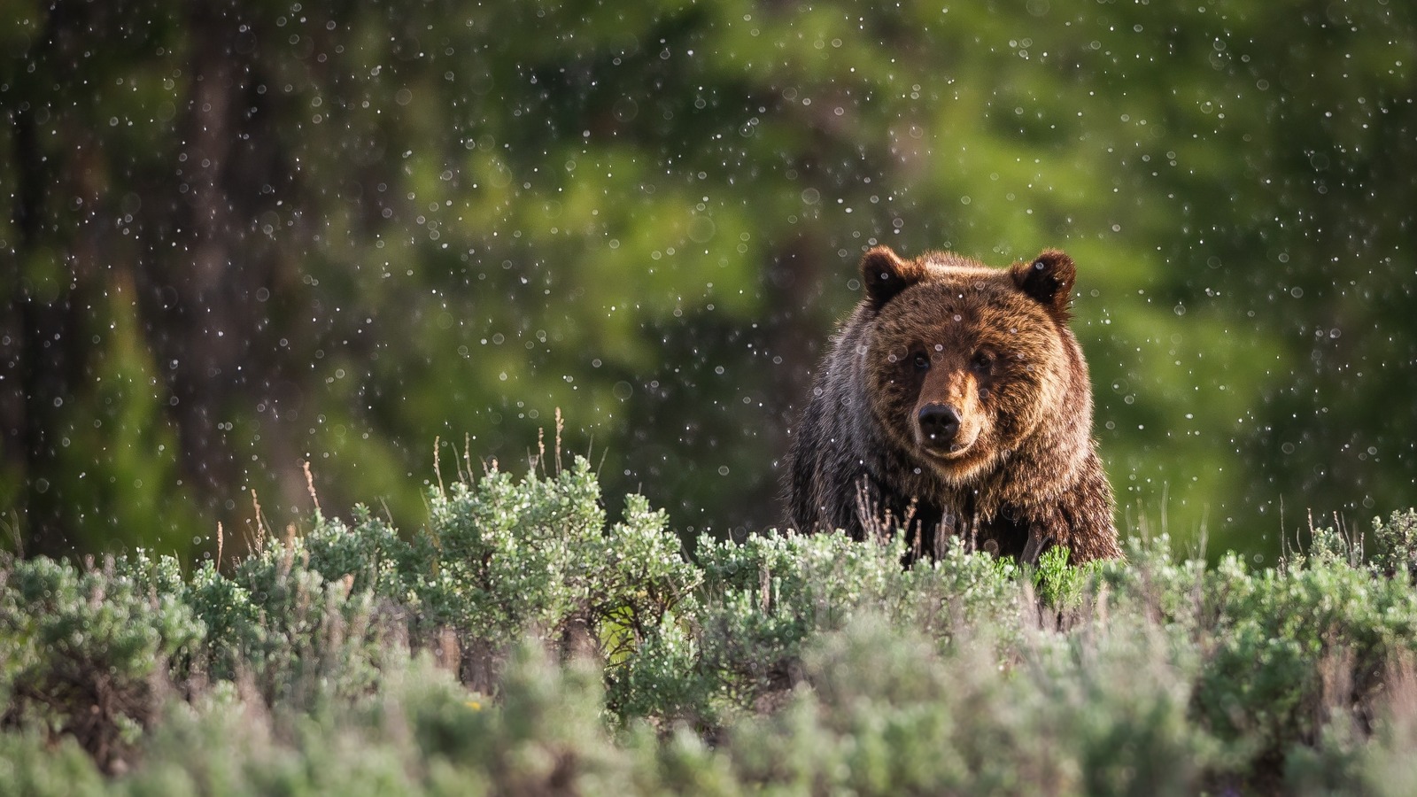 Les destinations les plus sûres d'Amérique pour repérer les ours dans leur habitat naturel