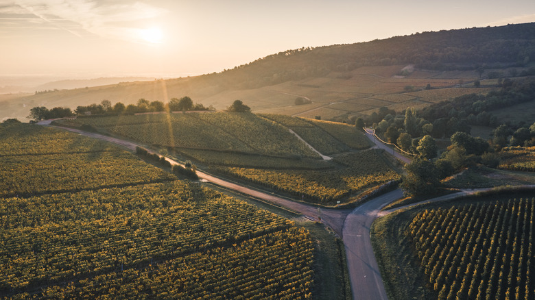 Vignobles français en Bourgogne au coucher du soleil