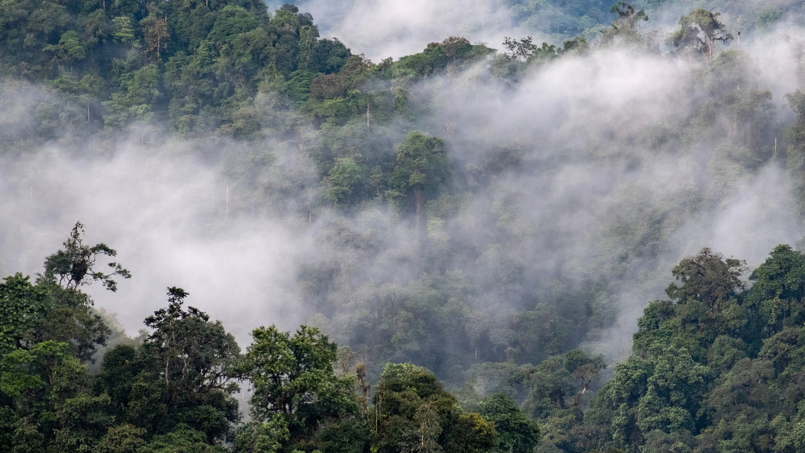 L'événement d'extinction de masse qui ne s'est jamais produit