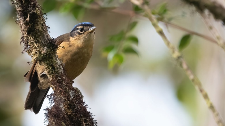 Une ifrita à courbe bleue se trouve sur une branche verticale regardant au loin