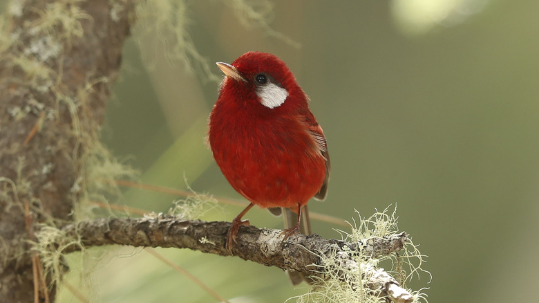 Une Paruline rouge est assise seule sur une petite branche en regardant vers la gauche