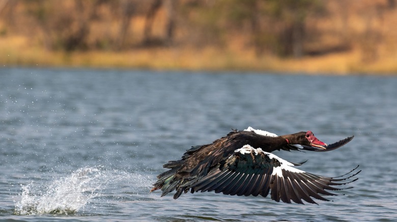 Une oie à ailes éperon provoque une petite éclaboussure alors qu'elle vole juste au-dessus de la surface d'un plan d'eau