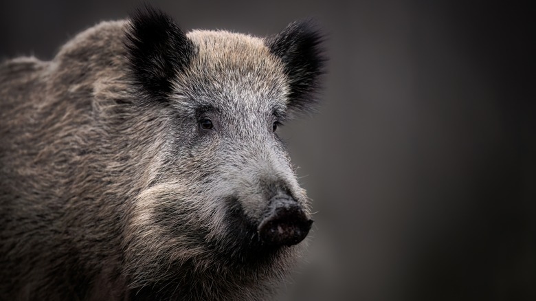 Le visage d'un sanglier est montré sur un fond gris