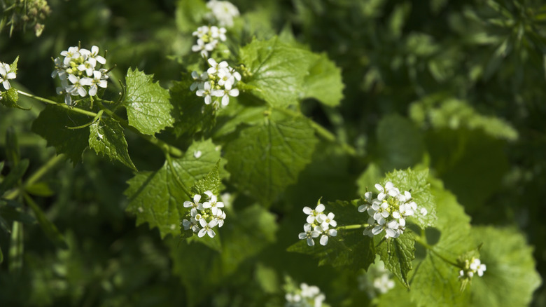 Des fleurs blanches sont vues sur une plante de moutarde à l'ail en gros plan