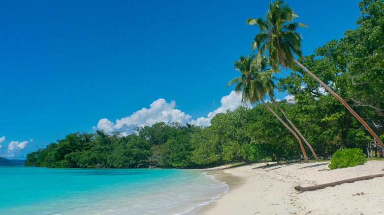 Belle plage tropicale bordé de palmiers à Vanuatu