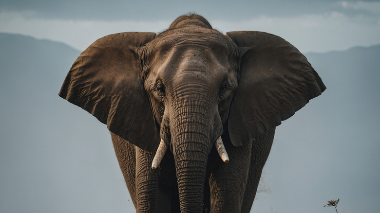 Un éléphant regarde directement dans la caméra avec des montagnes visibles en arrière-plan