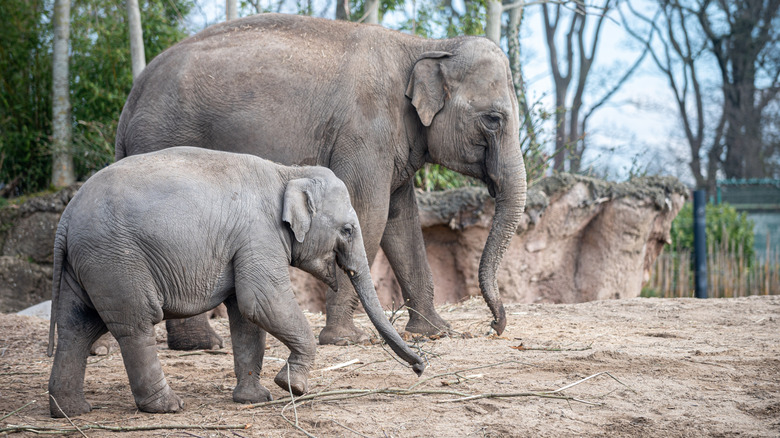 Un éléphant adulte se dresse à côté d'un éléphant plus jeune dans une enceinte de zoo