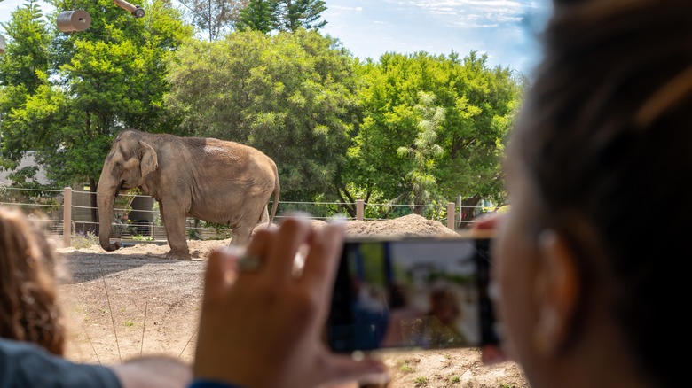 Les touristes prennent des photos d'un éléphant au zoo