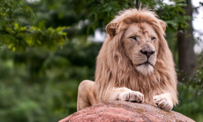 L'animal le plus dangereux d'un zoo n'est pas un lion