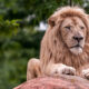 L'animal le plus dangereux d'un zoo n'est pas un lion