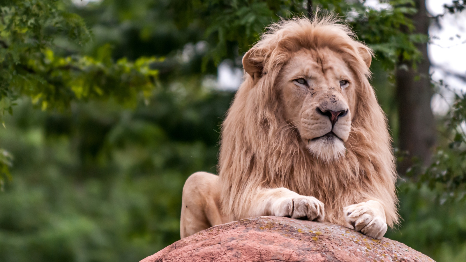 L'animal le plus dangereux d'un zoo n'est pas un lion