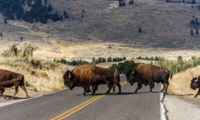 L'activité la plus dangereuse à faire à Yellowstone n'est pas ce que vous pensez