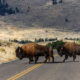 L'activité la plus dangereuse à faire à Yellowstone n'est pas ce que vous pensez