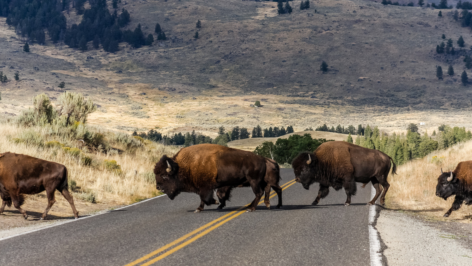 L'activité la plus dangereuse à faire à Yellowstone n'est pas ce que vous pensez