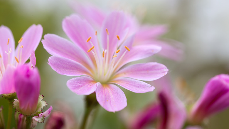 Fleur amerroot rose en fleurs