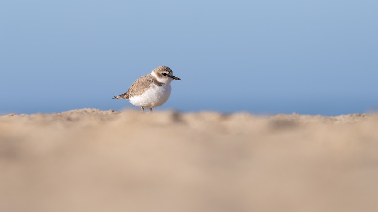 Oiseau de pillage enneigé sur la plage