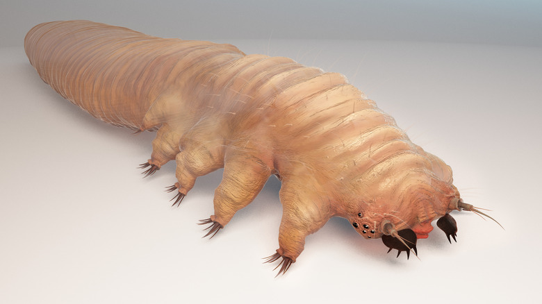 Un gros plan montre un acarien Demodex Folliculorum en détail