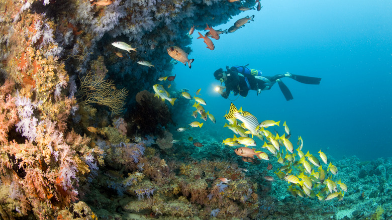 Un plongeur avec du poisson coloré sur un récif corallien