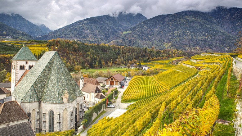 Vignobles près de Brixen, Italie