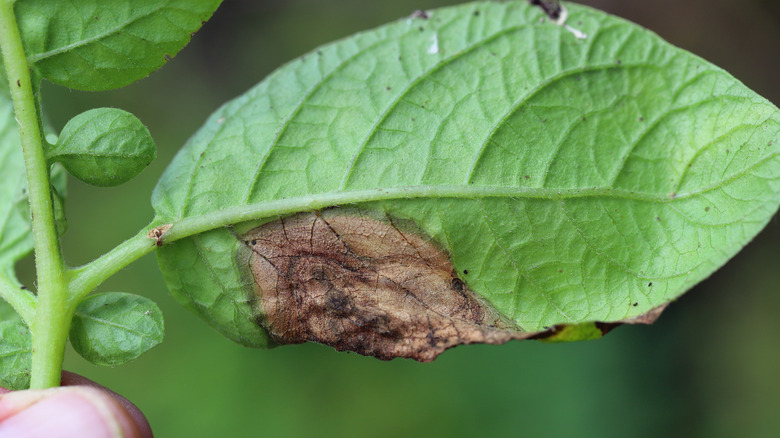 Une image rapprochée d'une feuille de pomme de terre verte avec une tache de pourriture brune indiquant la brûlure