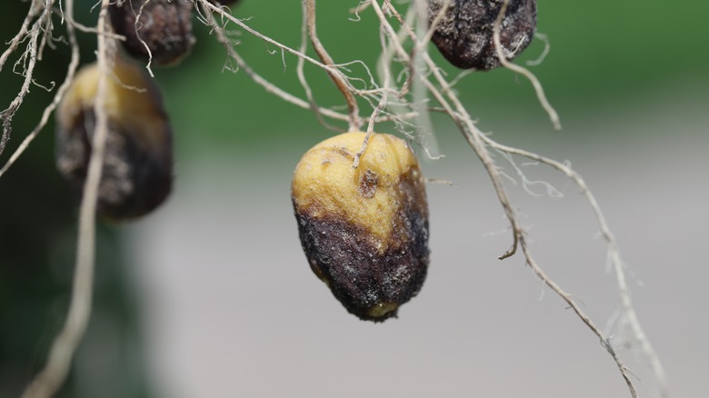 Une pomme de terre jaune dont la moitié inférieure est pourries dans des couleurs noires et gris entourées de systèmes racinaires