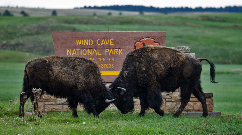 Bison verrouillant les cornes devant le panneau du parc national de la grotte éolienne