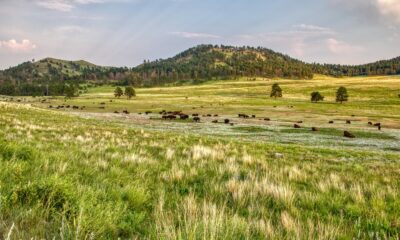 Parc national du Dakota du Sud avec des cavernes, de la faune et des paysages pittoresques au-dessus et en dessous