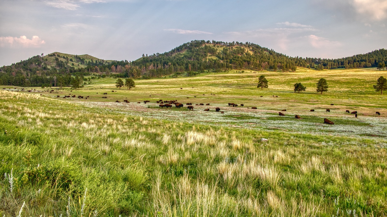 Parc national du Dakota du Sud avec des cavernes, de la faune et des paysages pittoresques au-dessus et en dessous