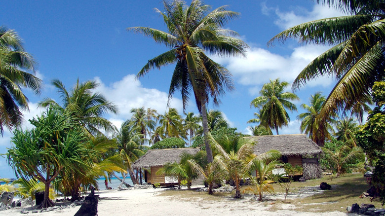 Des palmiers surplombant une plage ensoleillée sur l'île Vaadhoo, les Maldives