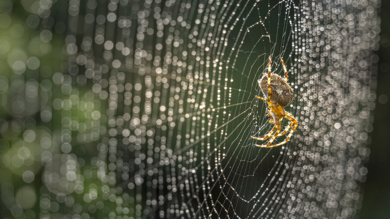 Garden Spider sur son Web