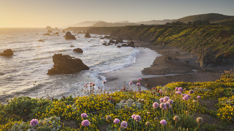 Des fleurs sauvages sont vues sur un bluff surplombant la côte californienne