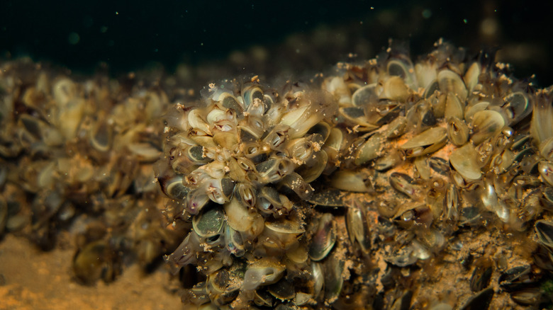 Des dizaines de moules dorées sont incrustées sur une surface