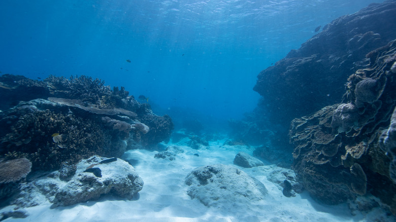 Le fond de l'océan est considéré comme une lumière brille à travers la surface de l'eau