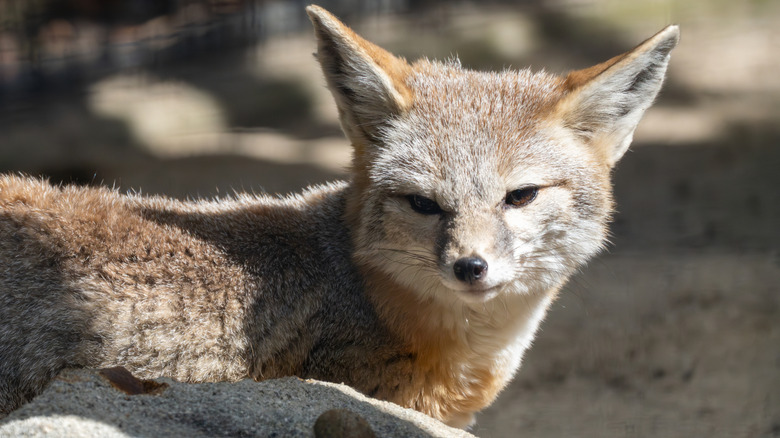 Un kit de San Joaquin en voie de disparition est vu au soleil