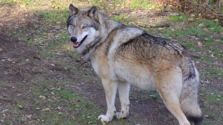 Un loup gris californien regarde la caméra tout en se tenant sur une zone de terre boueuse et herbeuse