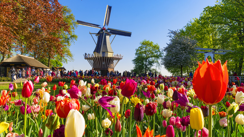 Un moulin à vent et des tulipes dans les jardins de Keukenhof