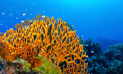 Que savoir sur le corail de feu dangereux avant vos prochaines vacances à la plage