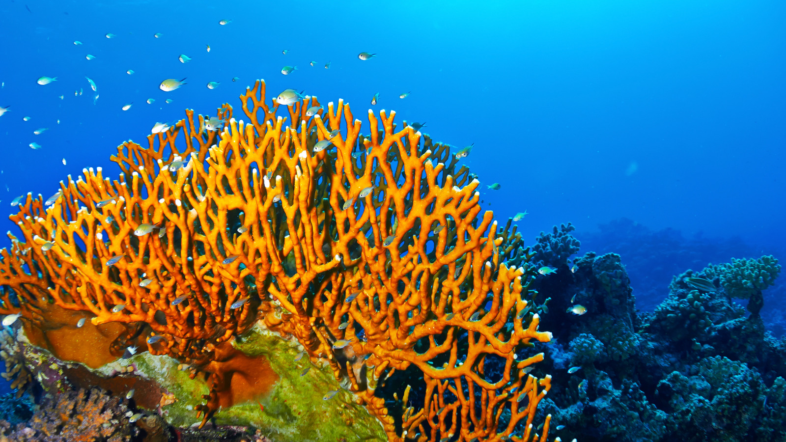 Que savoir sur le corail de feu dangereux avant vos prochaines vacances à la plage