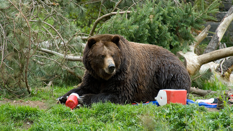 Ours brun avec des fournitures de camping