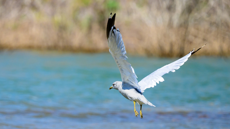 Un mouette vole sur l'eau sur le lac Meredith