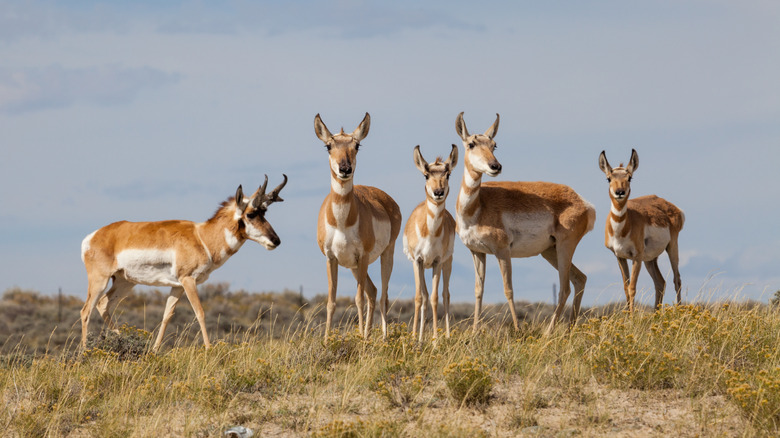 Un groupe d'antilopes à pronghorn pèse sur les plaines