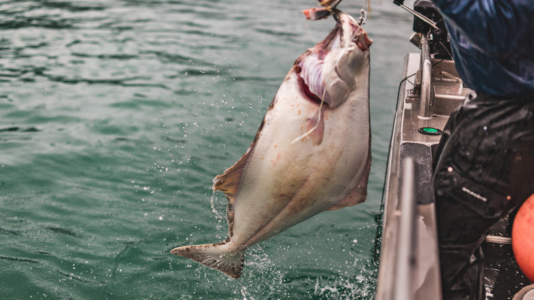 pêcheur attrapant un flétan en Alaska