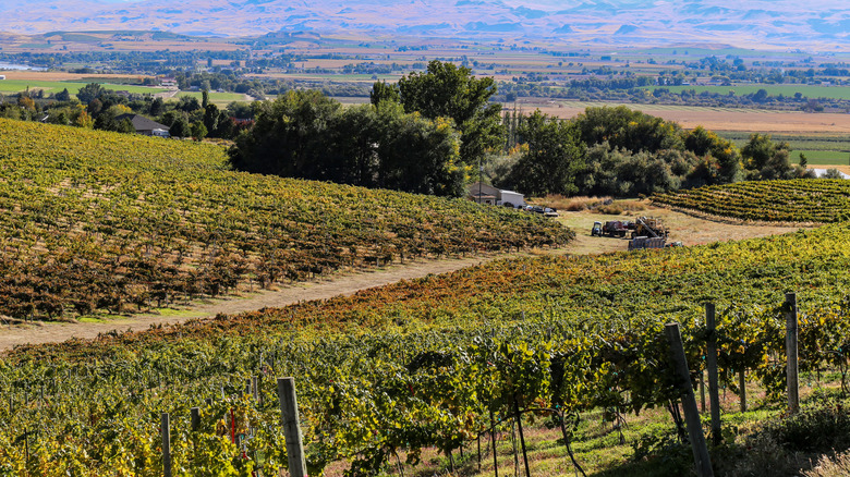 Un vignoble dans la vallée de Snake River