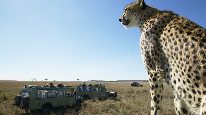 Cheetah surplombant les jeeps de safari, Serengeti, Tanzanie